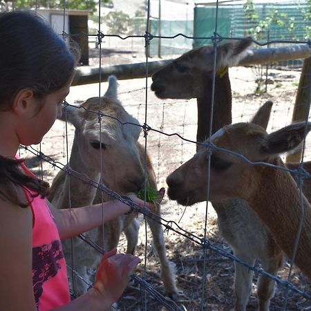 Morella Farmstay Кейп-Джервіс Екстер'єр фото